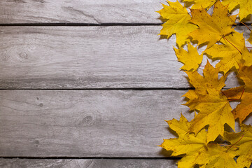 Yellow maple leaves on a wooden background.