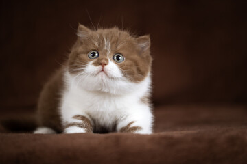 Luxus Katzen und Kitten edel und Imposant Odd eyed cinnamon und chocolate