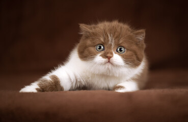 Luxus Katzen und Kitten edel und Imposant Odd eyed cinnamon und chocolate