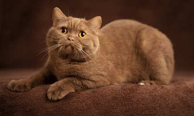 Luxus Katzen und Kitten edel und Imposant Odd eyed cinnamon und chocolate