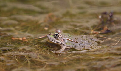 Young Marsh Frog in swamp, Pelophylax ridibundus