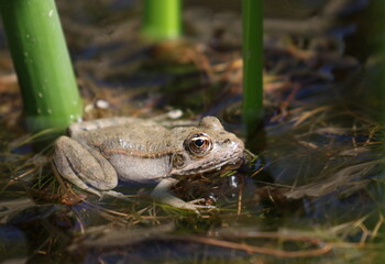 Young Marsh Frog in swamp, Pelophylax ridibundus