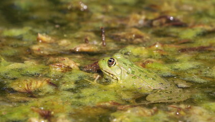 Young Marsh Frog in swamp, Pelophylax ridibundus