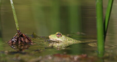 Young Marsh Frog in swamp, Pelophylax ridibundus