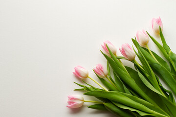 Beautiful fresh tulips isolated on white background. Top view.