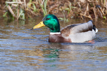 Stockenten im Frühjahr in der Spree beim Sonnenbad	