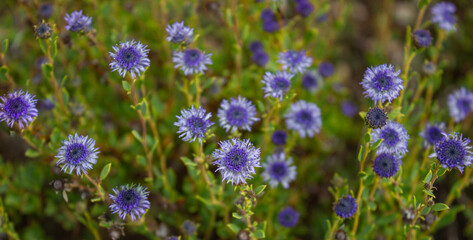 Natural floral background. Small purple wild flowers. Globularia Alypum flowers photographed in Elba island, Italy.
