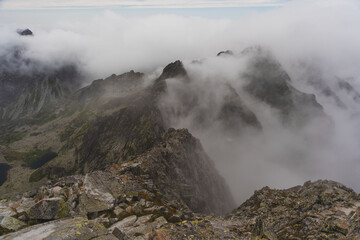 Foggy, summer forest with tall trees in the High Tatras Mountains