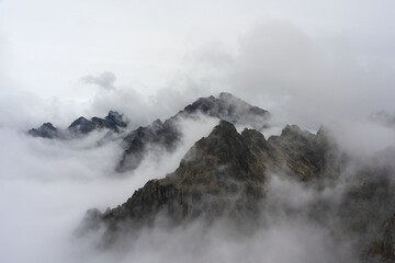 Foggy, summer forest with tall trees in the High Tatras Mountains