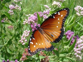 butterfly on flower  . Beautiful Butterfly .