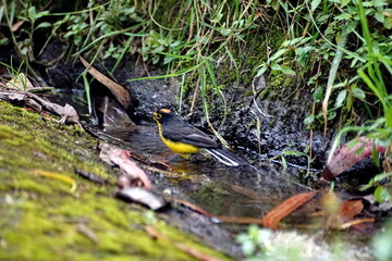 Spectacled whitestart (Myioborus melanocephalus) in a stream near Lago Mojanda, Imbabura Province, Ecuador