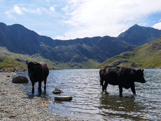 Two black cows in the water of Llyn Llydaw lake in Snowdonia National Park. Highest mountain in Wales, Mount Snowdon on the right side in the background.