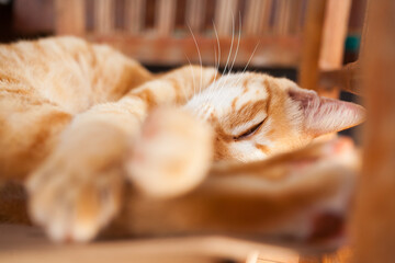 Defocused paws, cute sleepy face of a ginger kitty