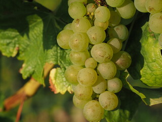 white grapes at vine in sunshine