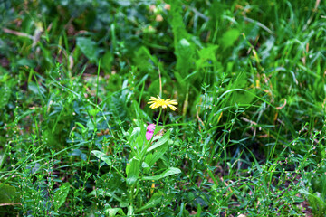 Small yellow calendula flower in green grass