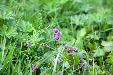 Lilac burdock flowers