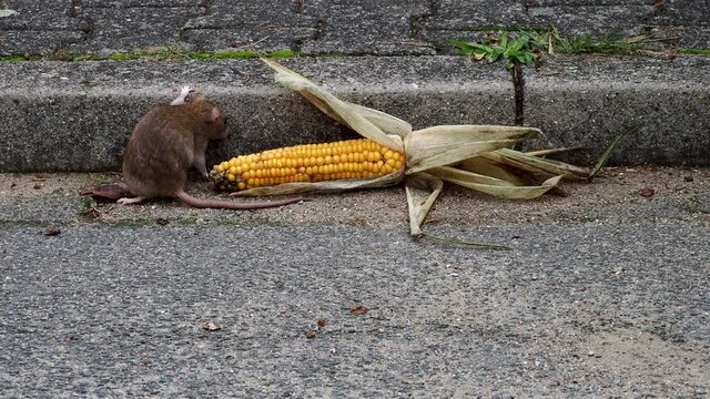 auf einer stra&szlig;e liegt ein maiskolben, daneben sitzt eine braune ratte (rattus norvegicus)