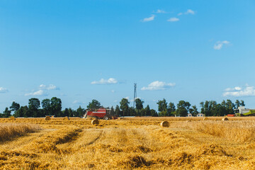 Combine harvester harvesting wheat