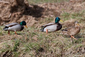 Stockenten im Frühjahr in der Spree beim Sonnenbad	