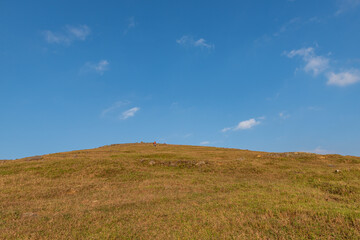 Obraz premium At dusk, the golden meadow is under the blue sky