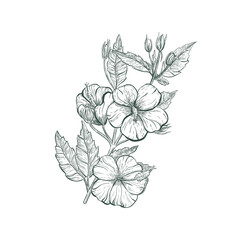 Hibiscus tropical flower vector sketch illustration. Sketch Hibiscus flower, isolated flower retro sign. © vivali