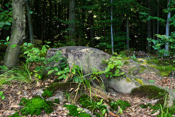 Large beech stump in a thickly wooded area