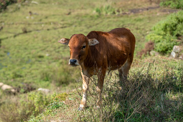 The cattle on the meadow are eating grass