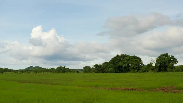 Green grass background. Meadow grass in the hilly landscape of the Dominican Republic. Summer landscape of tropical wildlife. Blue cloudy sky over a grassy field with trees.