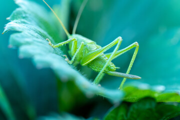 A grasshopper on a strawberry leaf