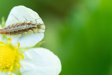 An insect with claws on a white flower petal with yellow stamens