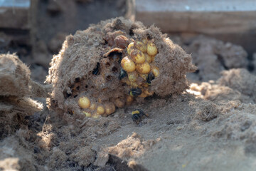 The nest of a beehive of bumblebees lies on the ground