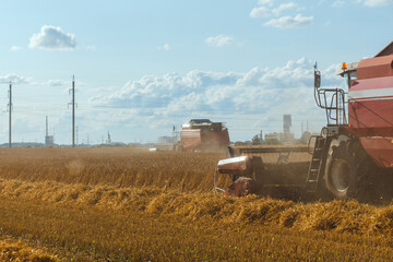 Combine harvester harvesting ripe wheat