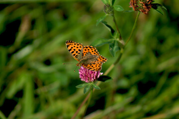 Obraz premium Butterfly 