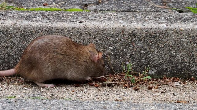 eine braune Ratte (rattus norvegicus) sitzt und l&auml;uft am Bordstein einer Stra&szlig;e, mehrere Szenen