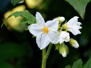 white flowers of Solanum Sisymbriifolium plant close up