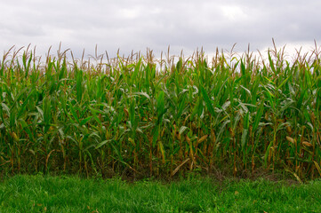 autumn corn stalks in Poland