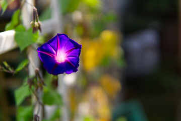 blooming morning glory in the sunshine