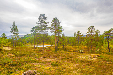 Panorama with fir trees pines mountains nature landscape Hovden Norway.
