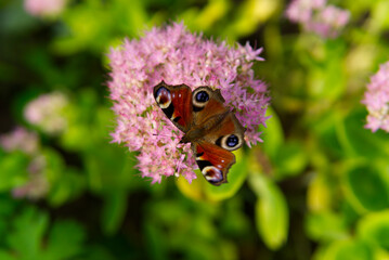 butterflie sitting on sedum © Michal