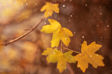 Autumn background with colorful yellow leaves falling from the tree