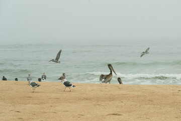 Sand beach and flock of sea birds. Pacific Coast, California