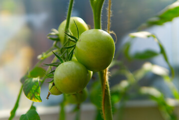 fresh ripe green tomato hanging on the bush