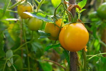 fresh ripe yellow tomato hanging on the bush