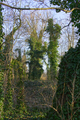 ivy-covered trees in spring