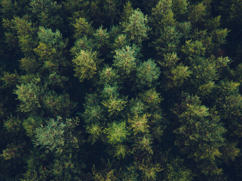 Foret de pin vert vue depuis un drone