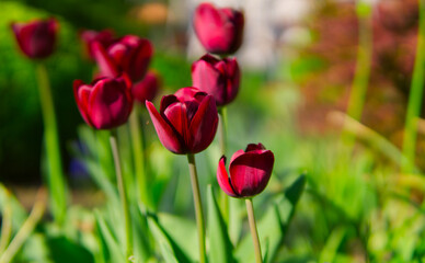Spring tulip blooming in the sun