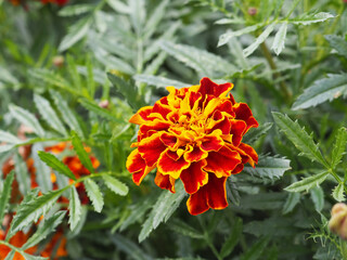 Bright yellow and orange french marigold. Close up of Tagetes patula in front of green meadow. Ornamental petal safari scarlet flower. Interesting nature concept for background design. Soft focus