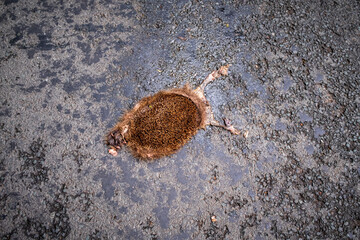 Hedgehog road kill crushed under vehicle wheels flat on the road