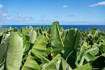 Landscape of banana trees an the sea in background in La Palma Island, Canarias