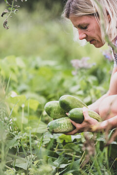 Une femme récolte des légumes du jardin